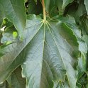 Parthenocissus tricuspidata 'Veitchii' feuille